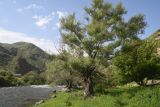 Урочище Тавкветула, image of landscape/habitat.