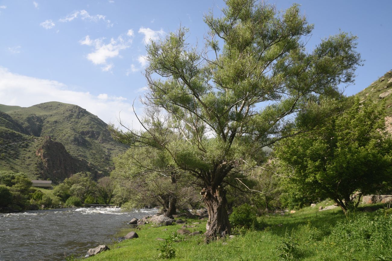Урочище Тавкветула, image of landscape/habitat.