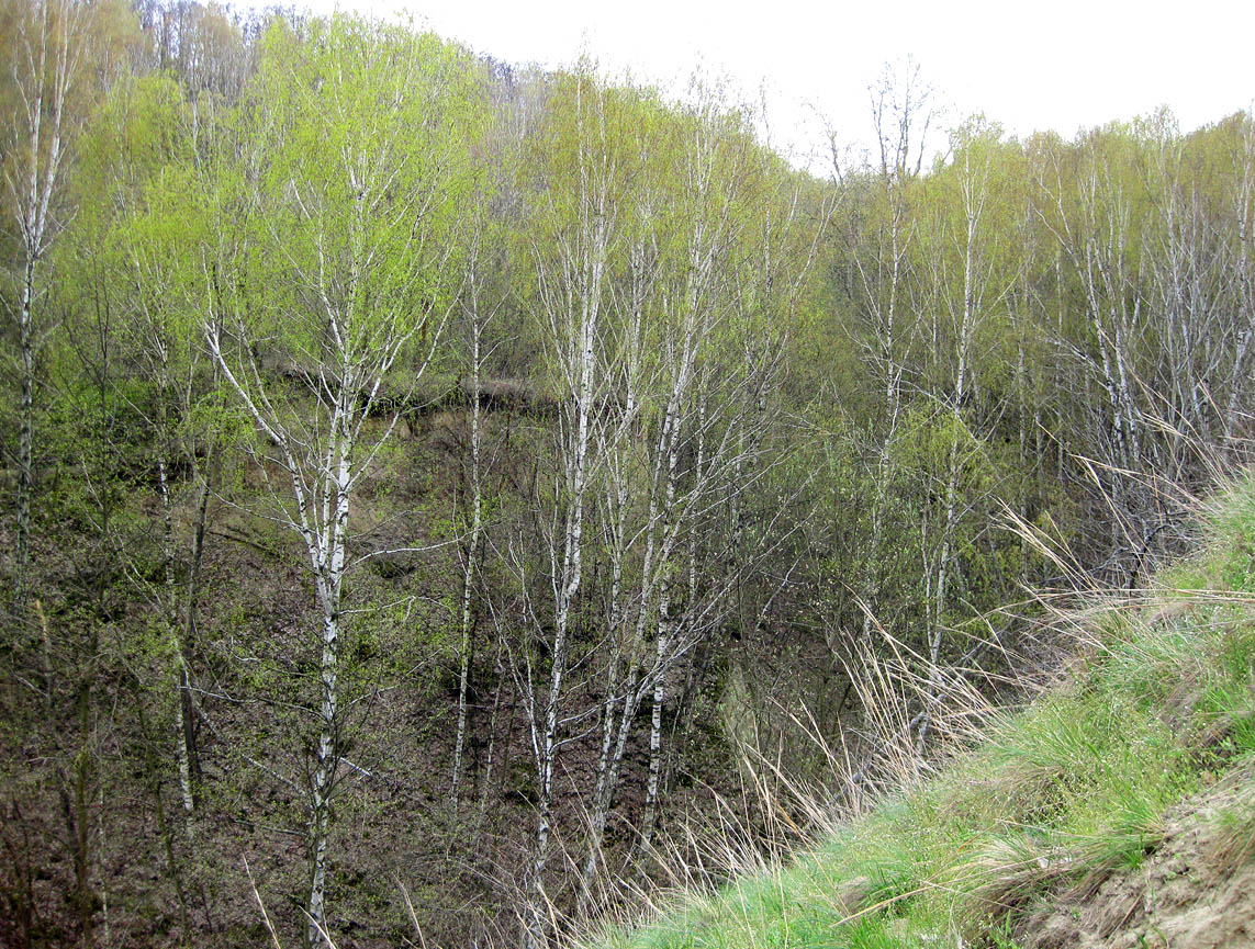 Трахтемиров, image of landscape/habitat.