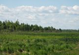 Плещеево озеро, image of landscape/habitat.