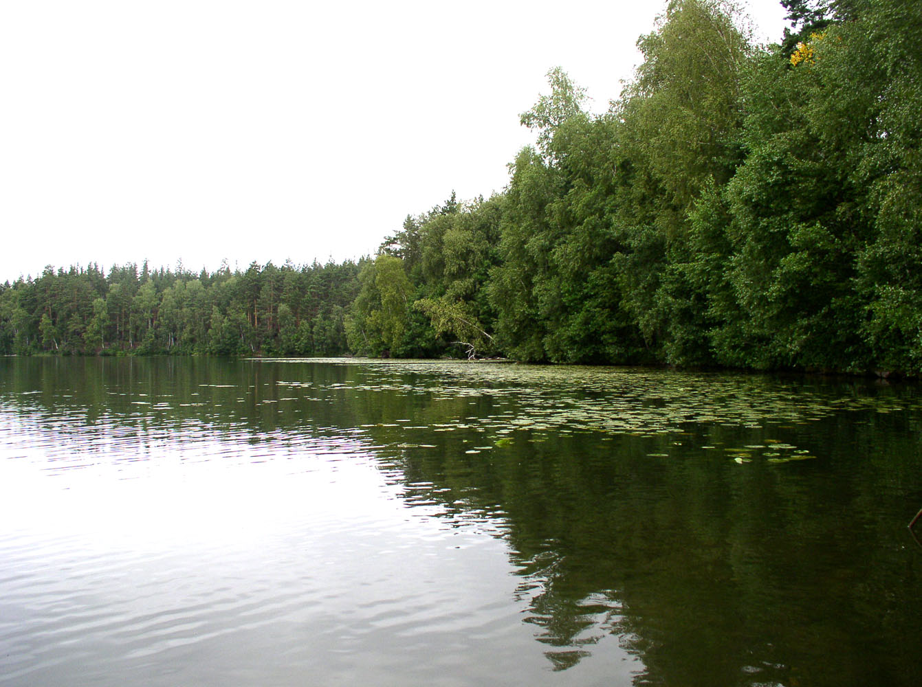 Вязниковские озера, image of landscape/habitat.