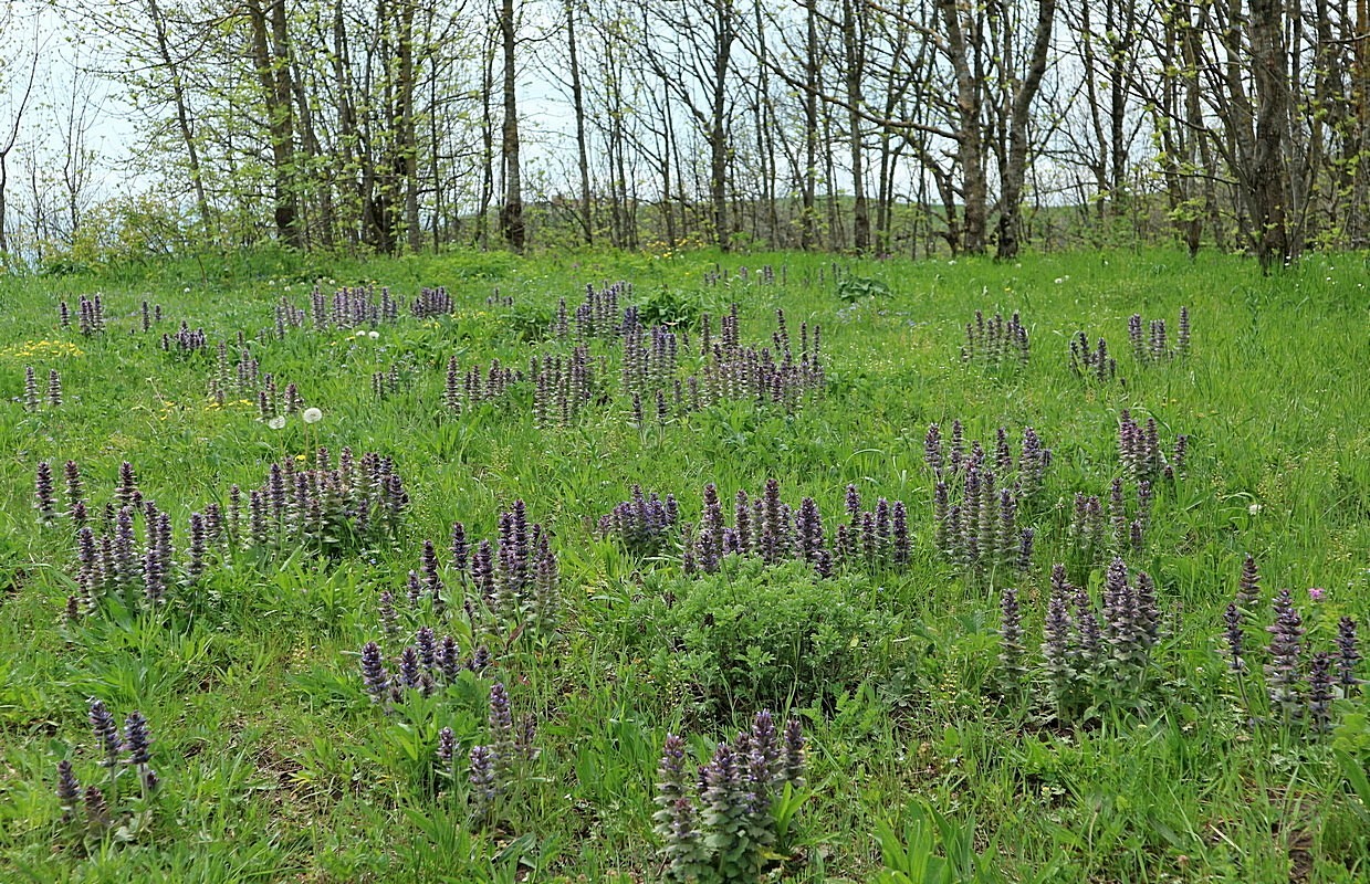 Гора Шахан, image of landscape/habitat.