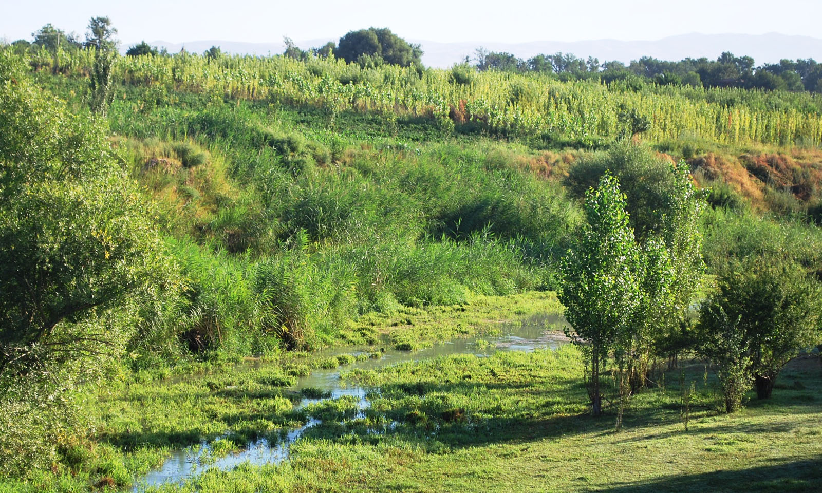 Поселок Улугбек, СЗЗ, image of landscape/habitat.