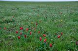 Побережье озера Маныч-Гудило, image of landscape/habitat.