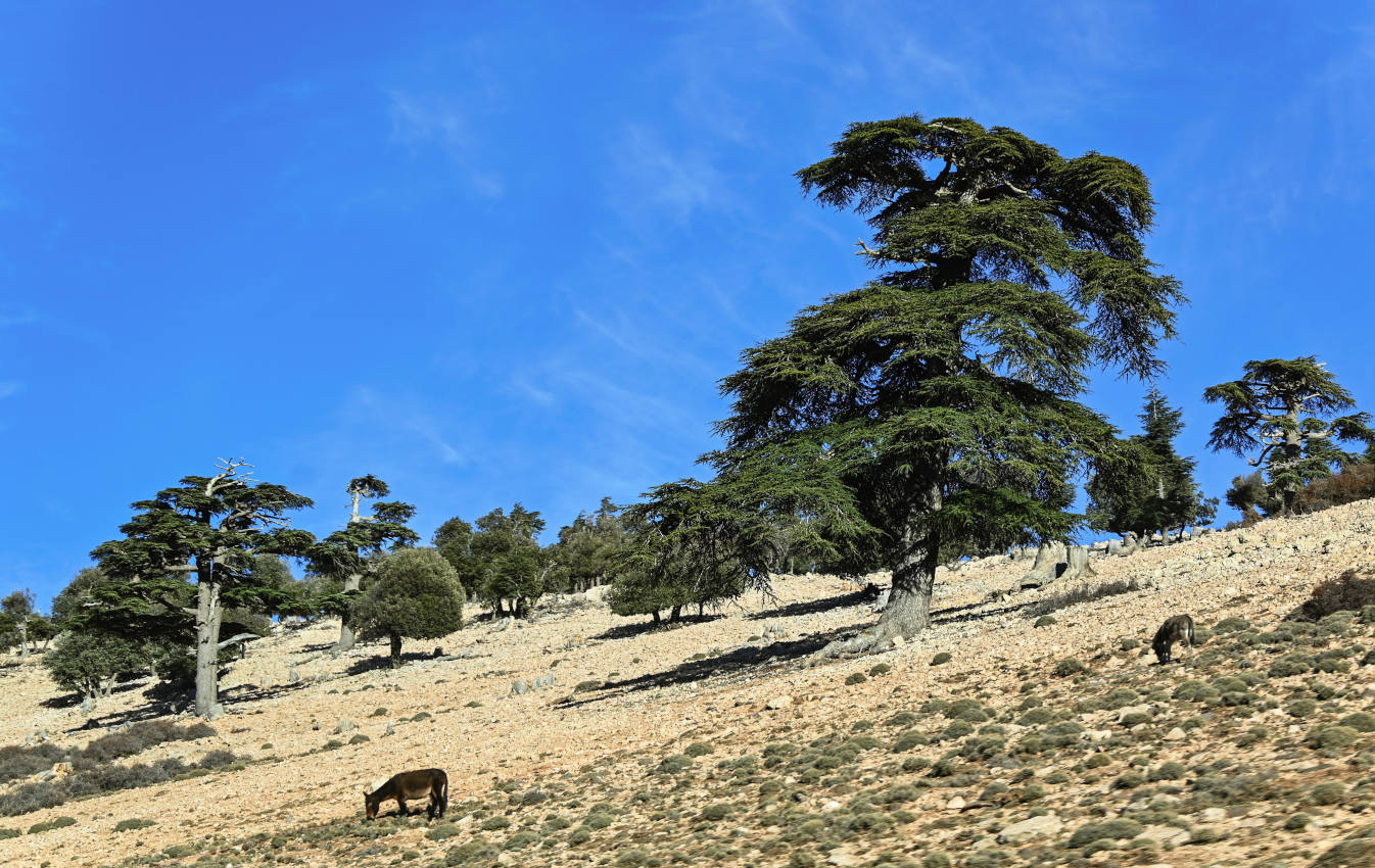 Национальный парк "Ифран", image of landscape/habitat.