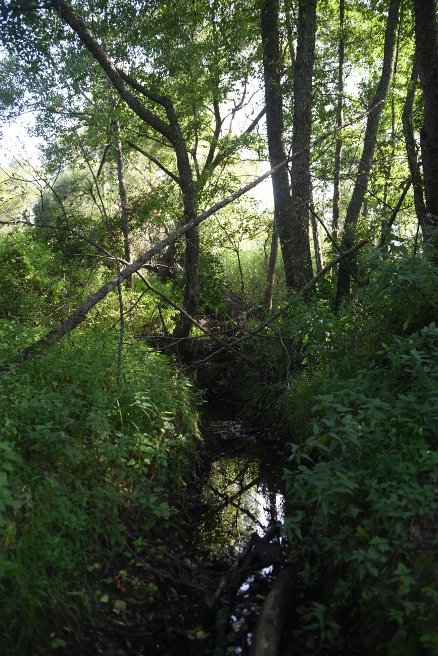 Устье ручья Радубеж, image of landscape/habitat.