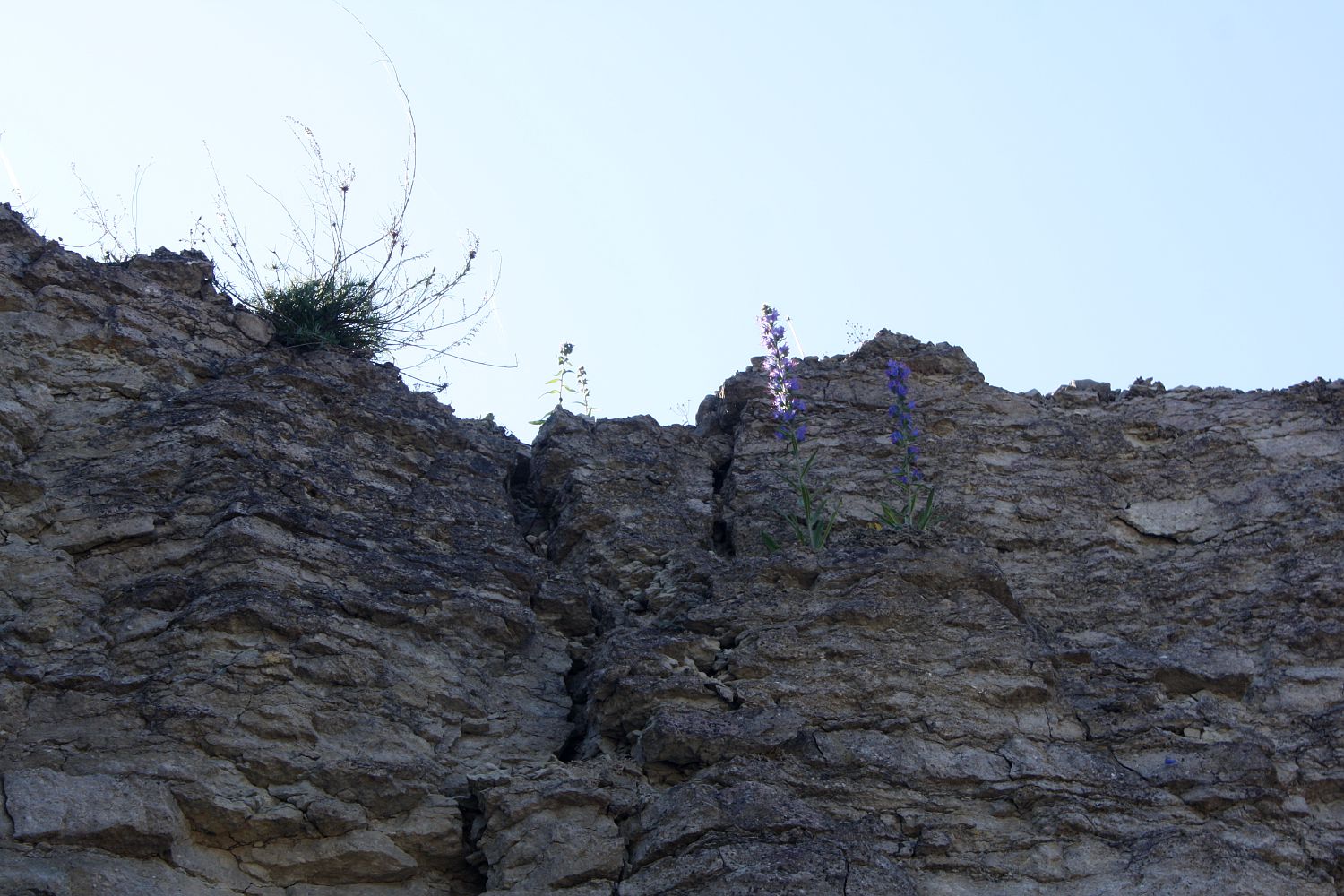 Клиф Suuriku, image of landscape/habitat.