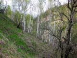Image of landscape