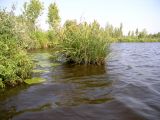 Вязниковские озера, image of landscape/habitat.