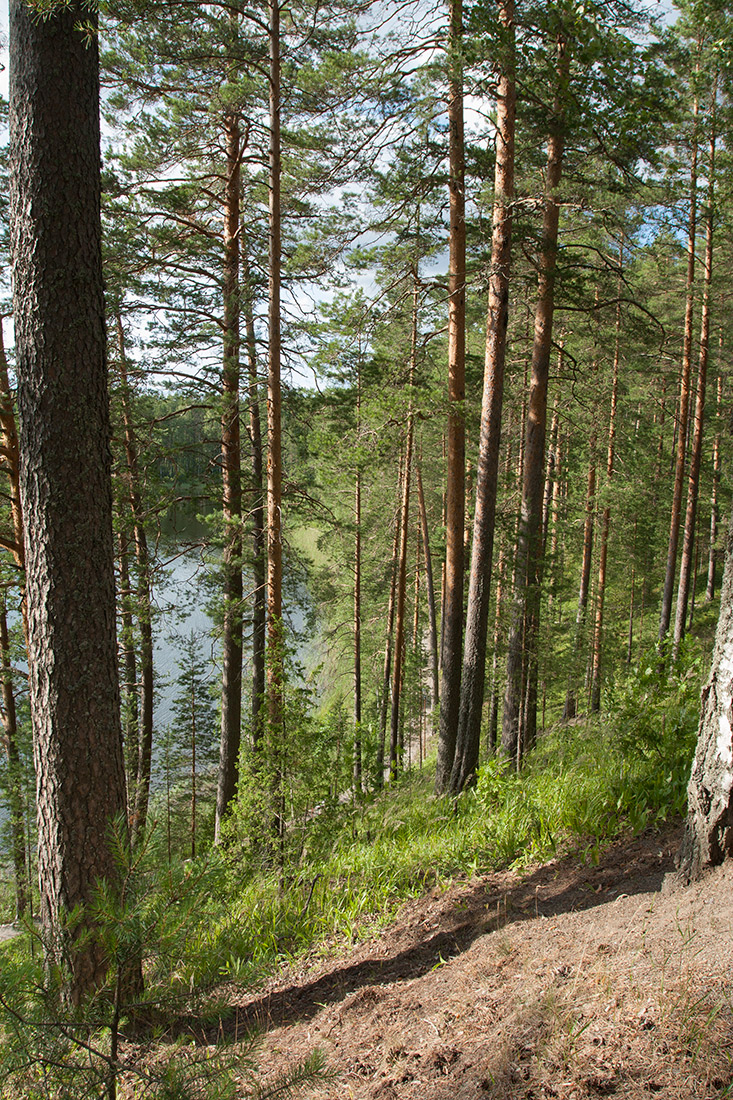 Харьюн Портти и окрестности, image of landscape/habitat.