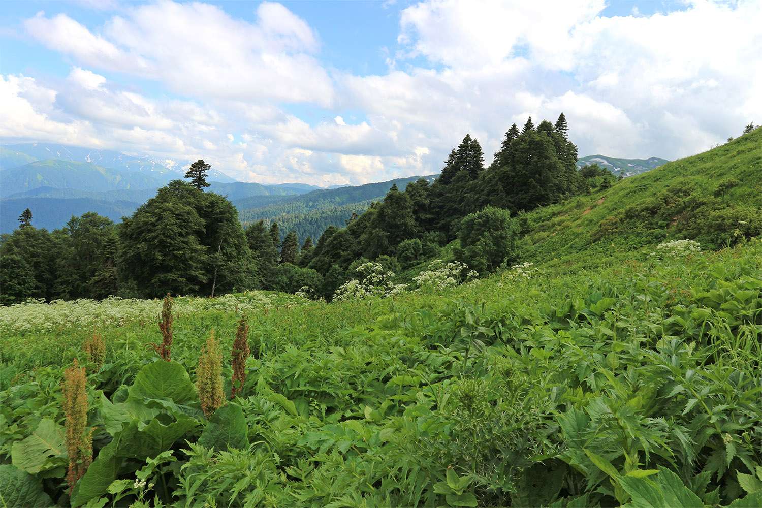 Яворова Поляна, image of landscape/habitat.