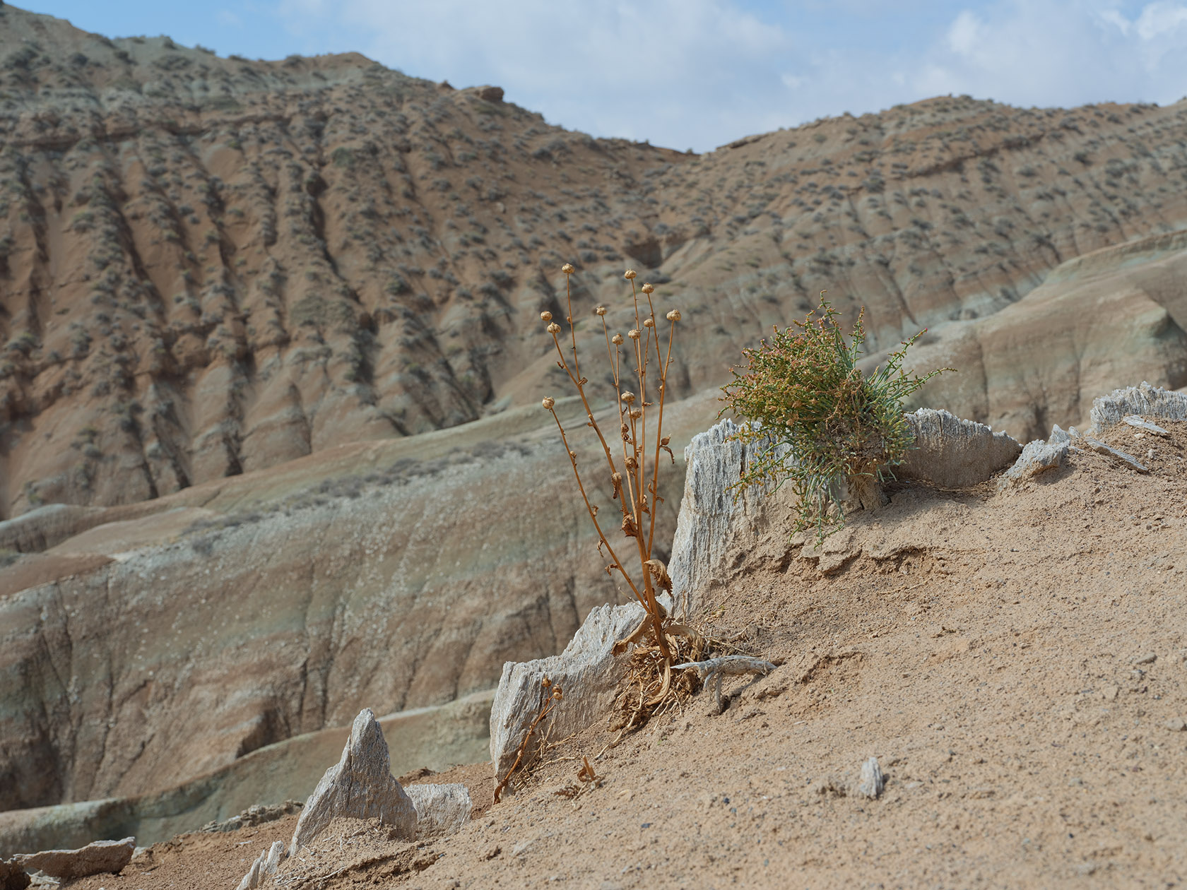 Долонтау, image of landscape/habitat.
