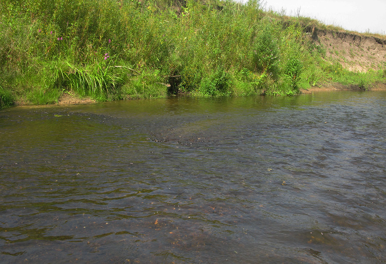 Среднее течение реки Усожа, image of landscape/habitat.