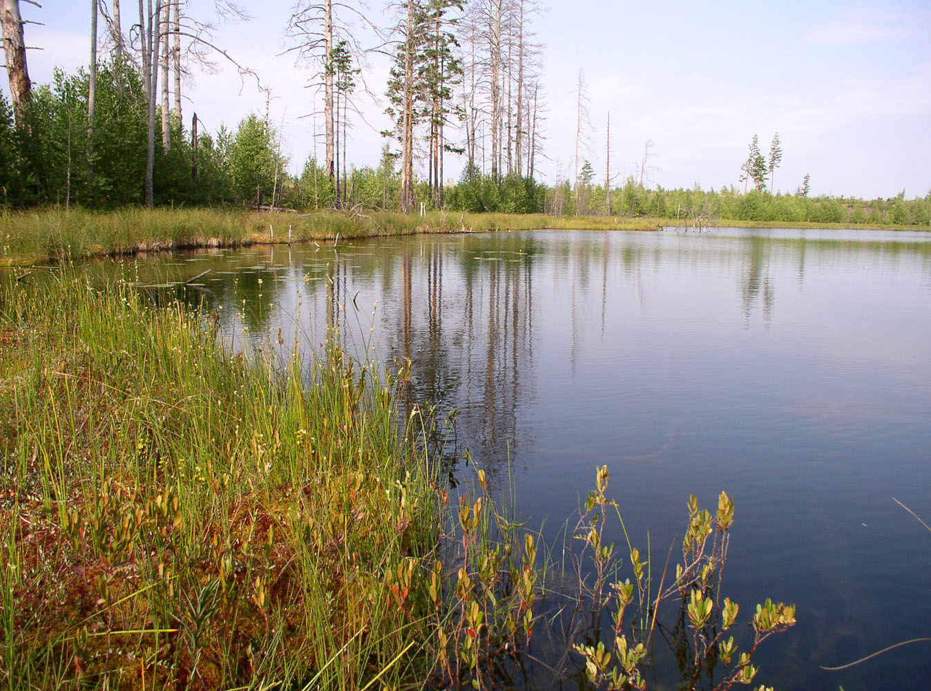 Вязниковские озера, image of landscape/habitat.