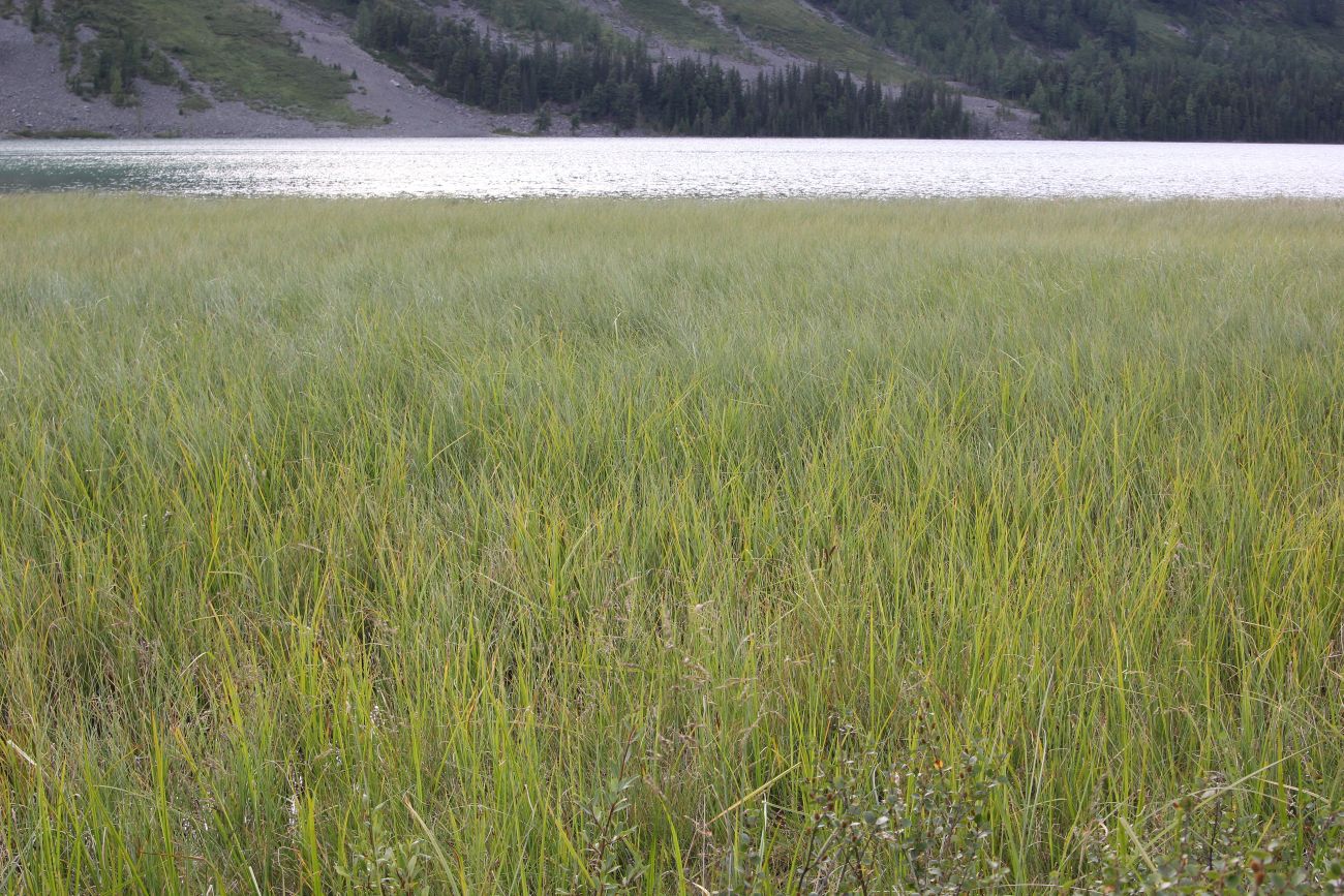 Среднее Мультинское озеро, image of landscape/habitat.