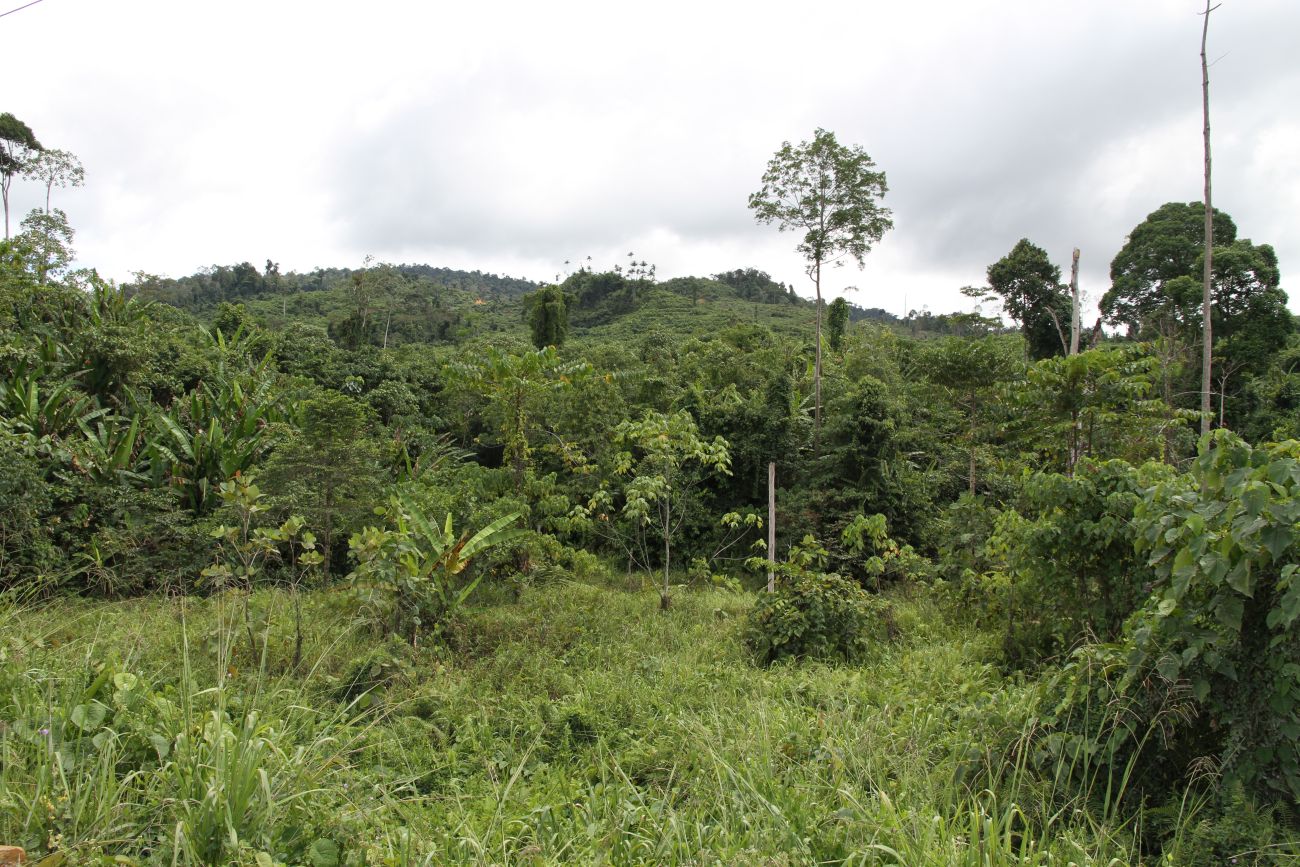 Окрестности кампонга Лабанг, image of landscape/habitat.