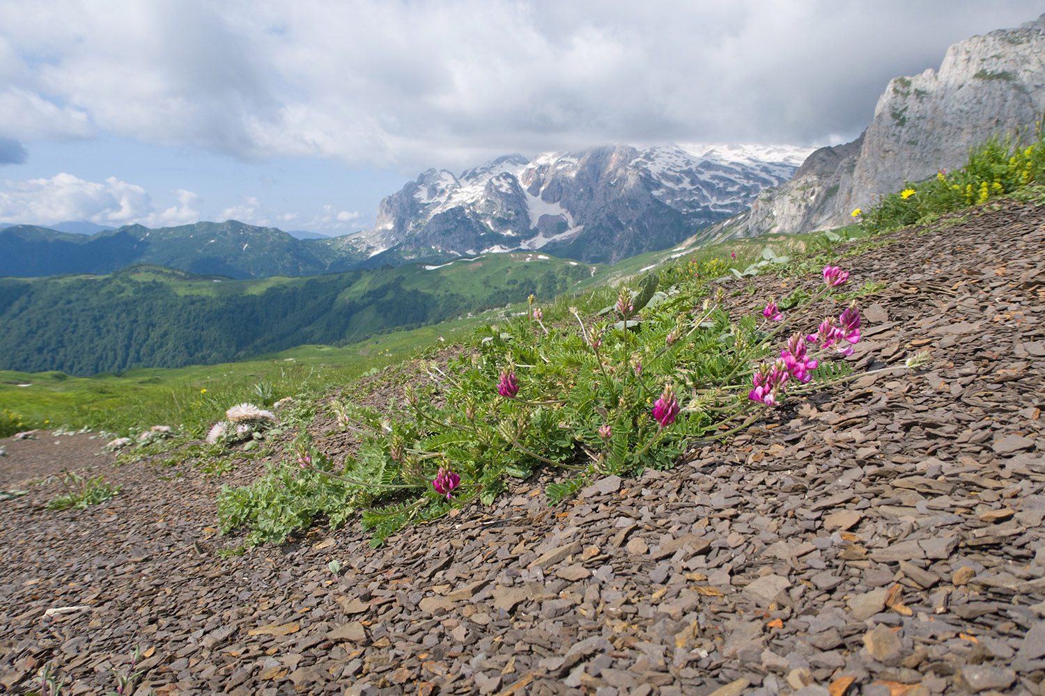 Южный склон горы Гузерипль, image of landscape/habitat.