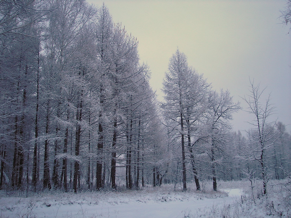 Бавлы, image of landscape/habitat.