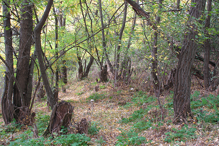 Кадамовка, image of landscape/habitat.