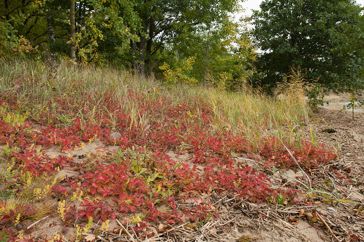 Мыс Дубовский, image of landscape/habitat.