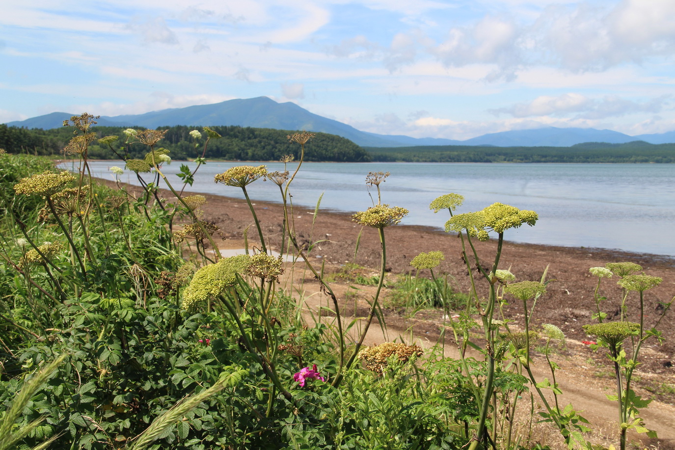 Село Охотское, image of landscape/habitat.