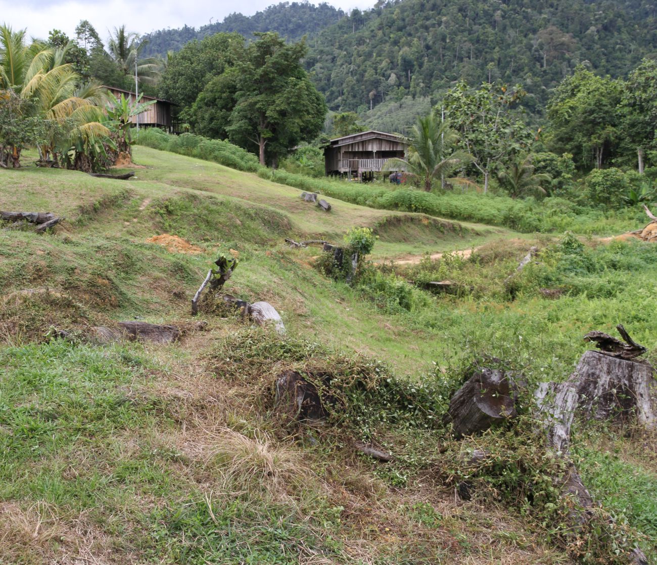 Окрестности кампонга Лабанг, image of landscape/habitat.