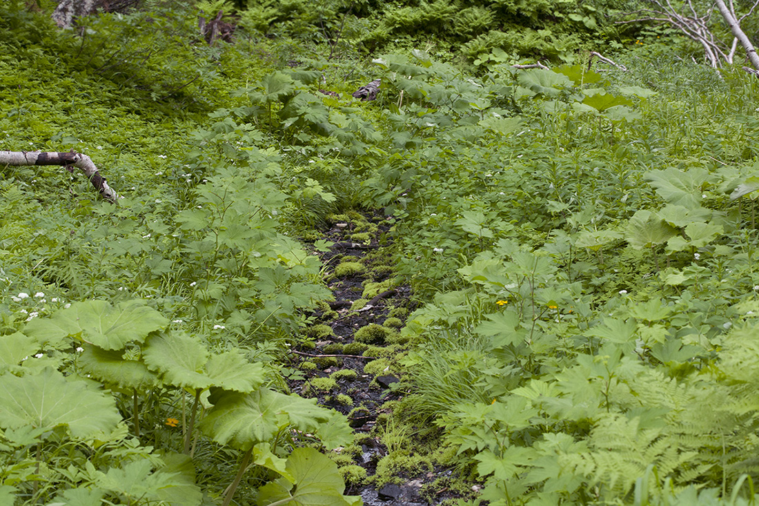 "Медвежий" распадок, image of landscape/habitat.