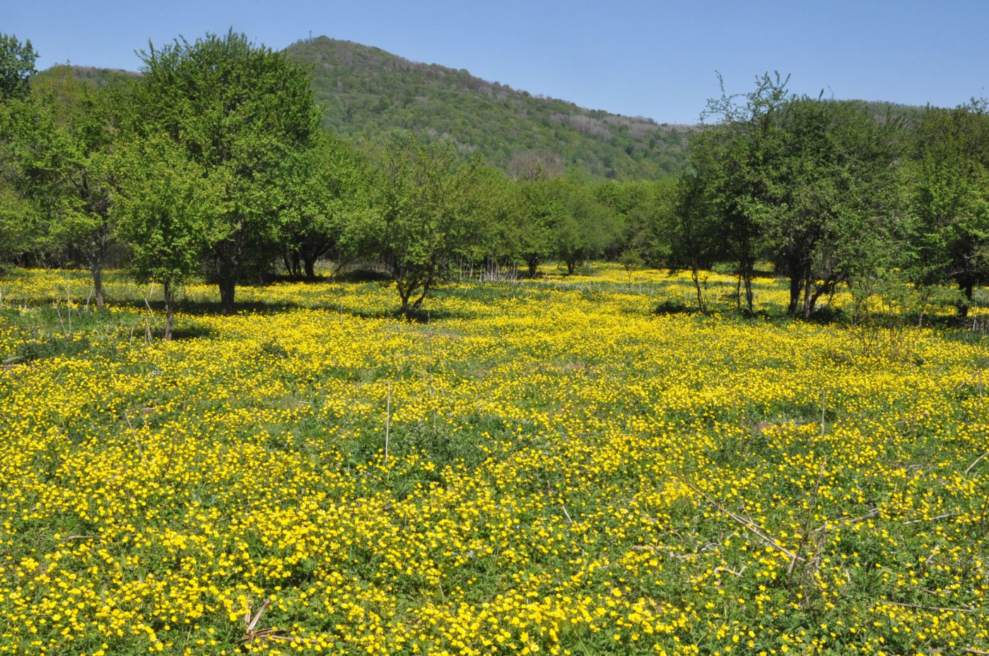 Окрестности устья ручья Толмач, image of landscape/habitat.