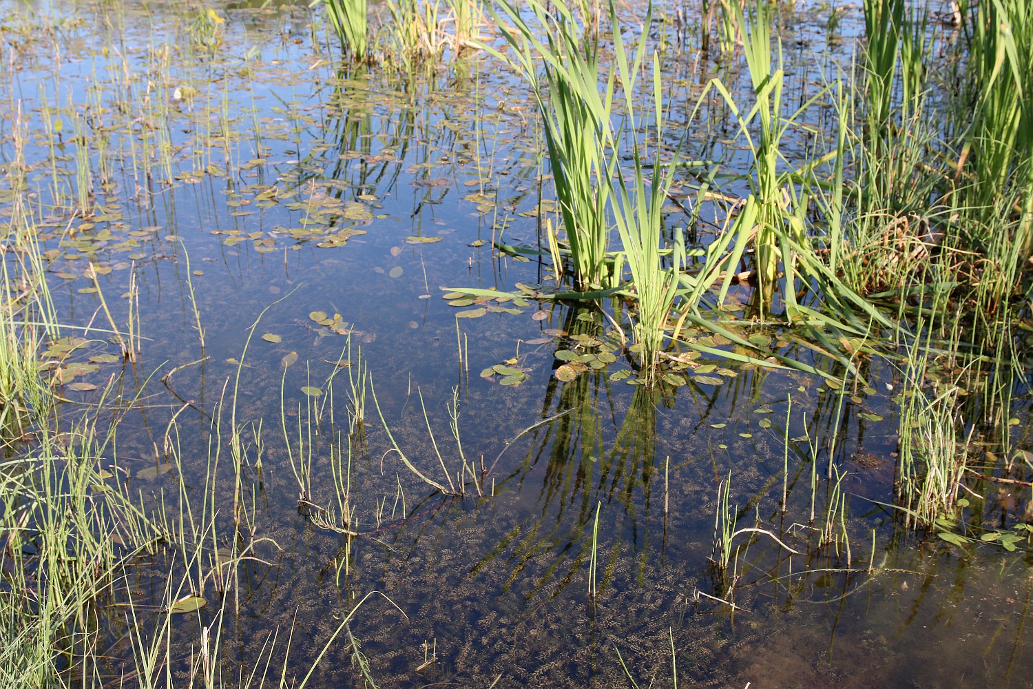 Окрестности деревни Бурцево, image of landscape/habitat.