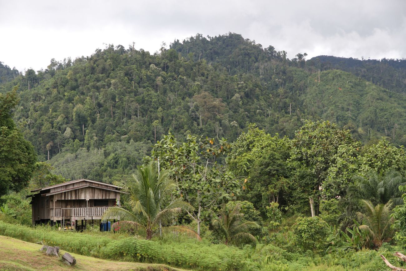 Окрестности кампонга Лабанг, изображение ландшафта.