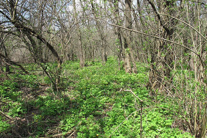 Кадамовка, image of landscape/habitat.