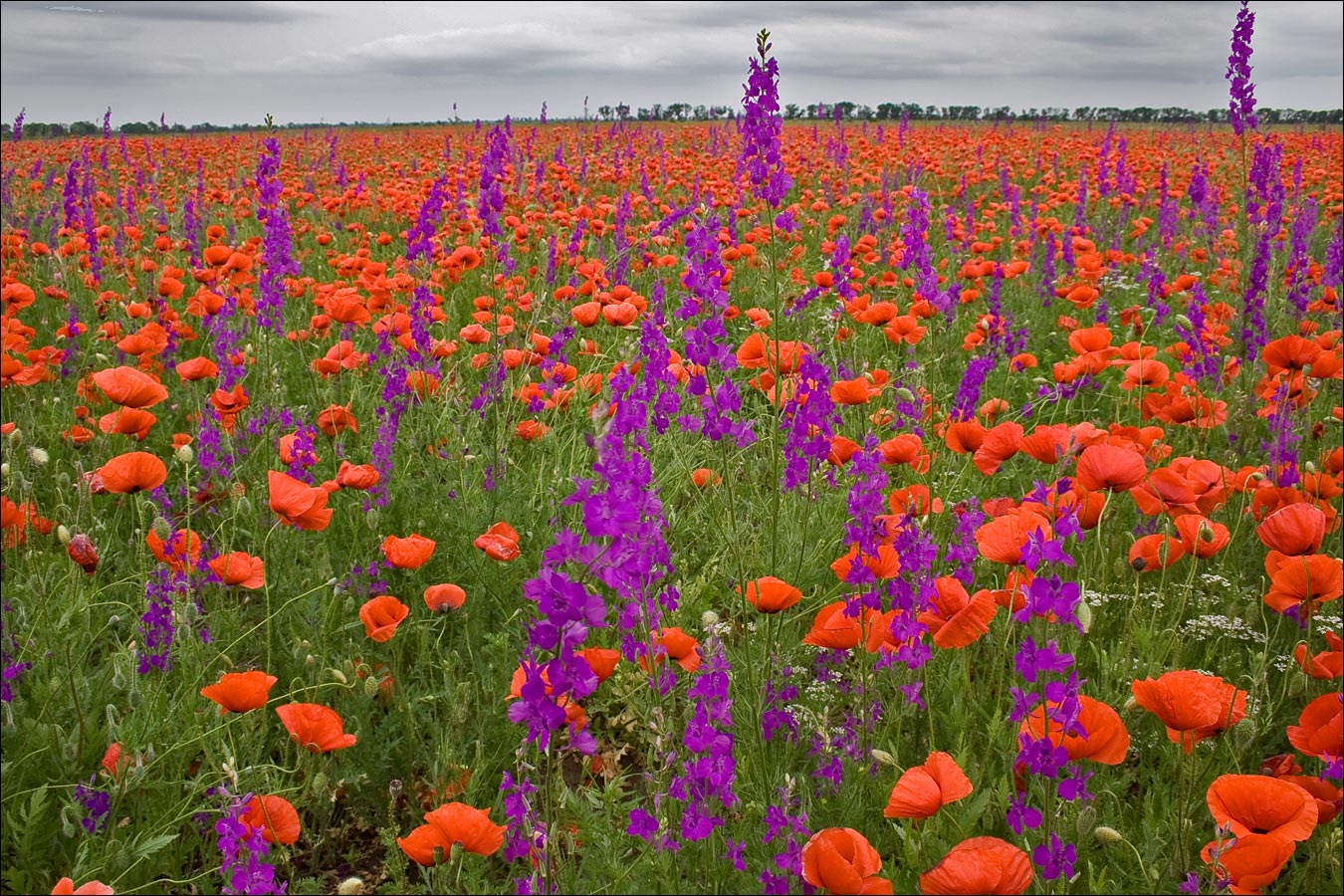 Степь у подножия горы Агармыш, image of landscape/habitat.