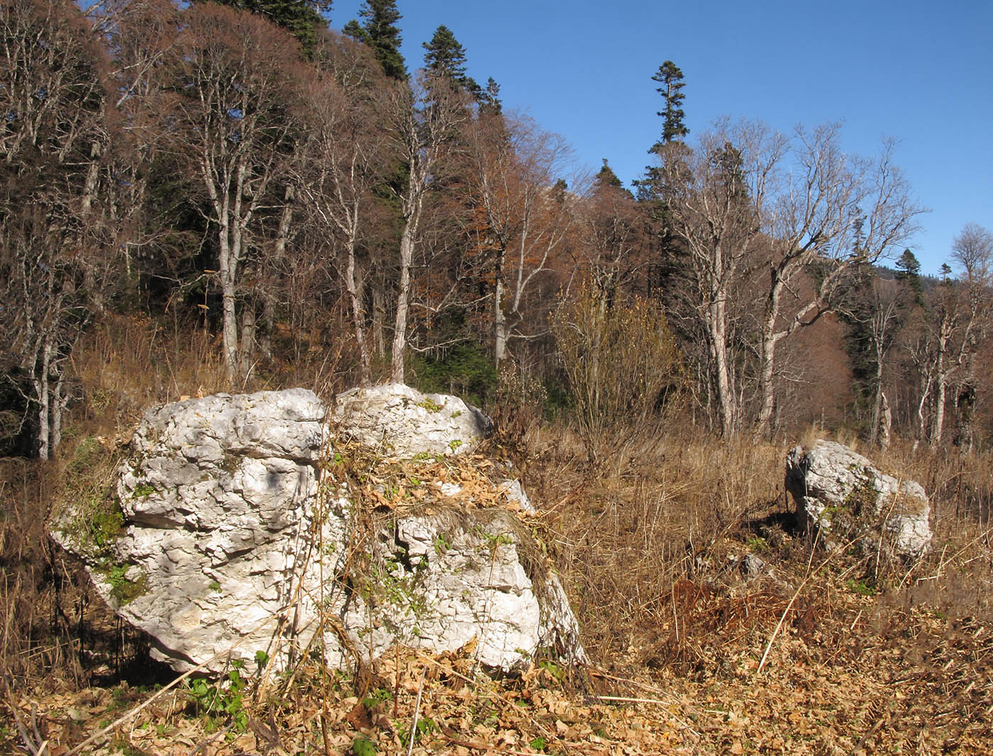 Яворова Поляна, image of landscape/habitat.