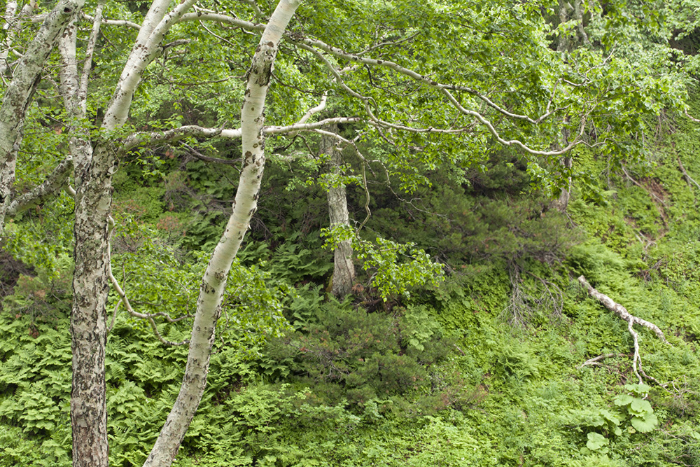 "Медвежий" распадок, image of landscape/habitat.