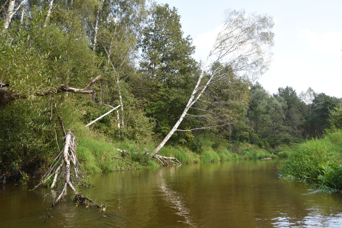 Устье ручья Радубеж, image of landscape/habitat.