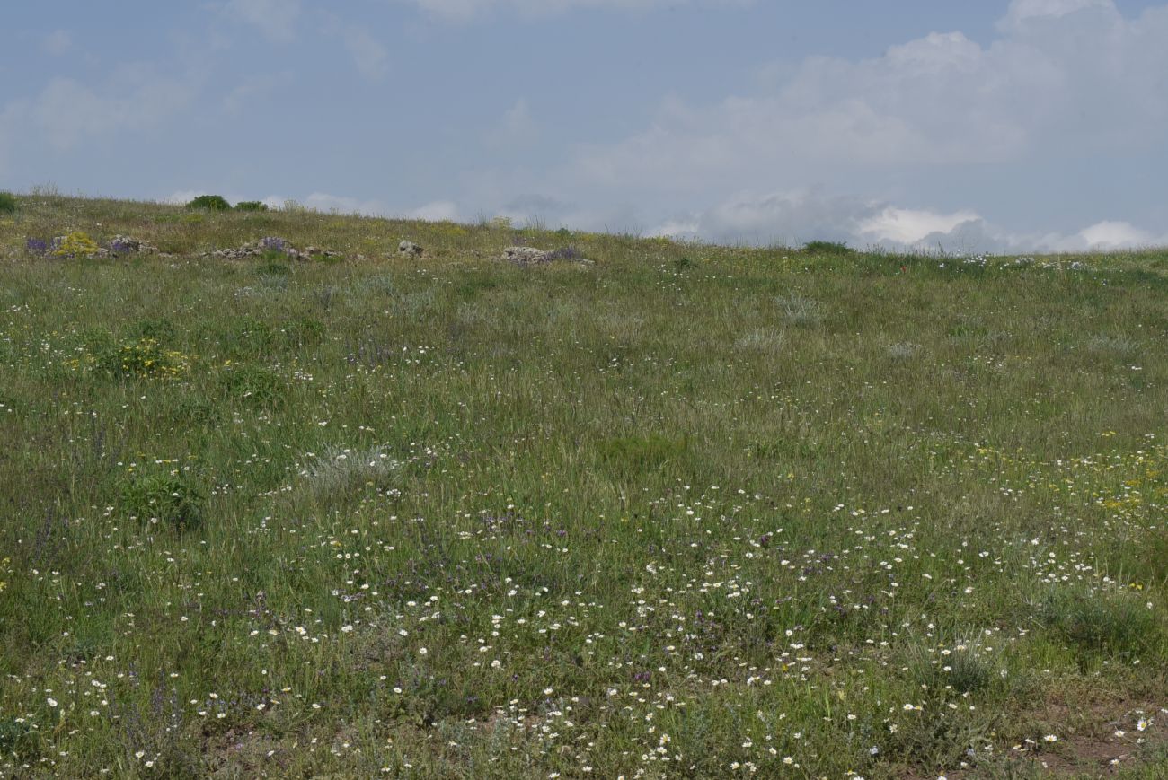 Овраг Хачидзор, image of landscape/habitat.