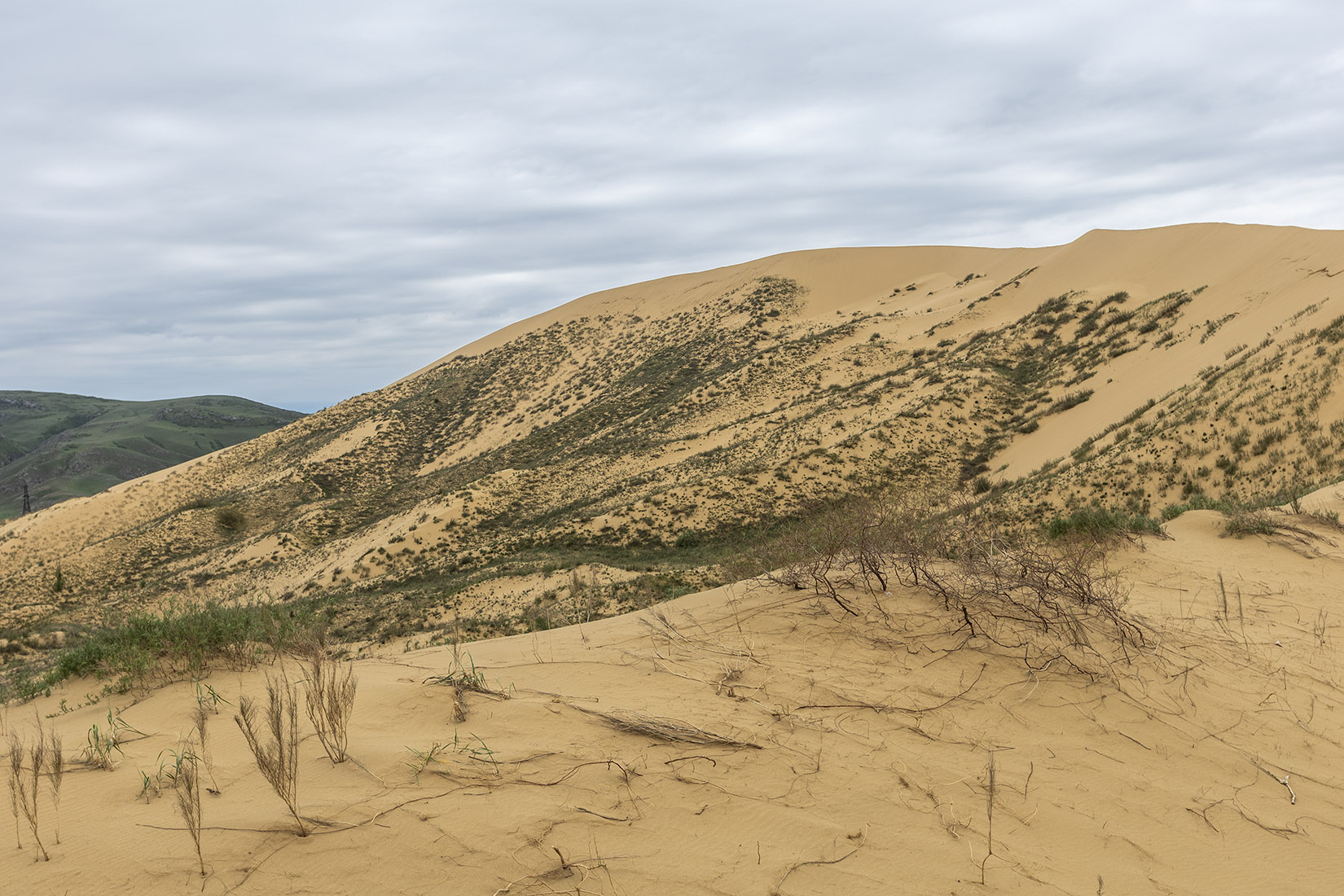 Бархан Сарыкум, image of landscape/habitat.