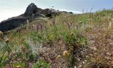 Караул-Оба, image of landscape/habitat.