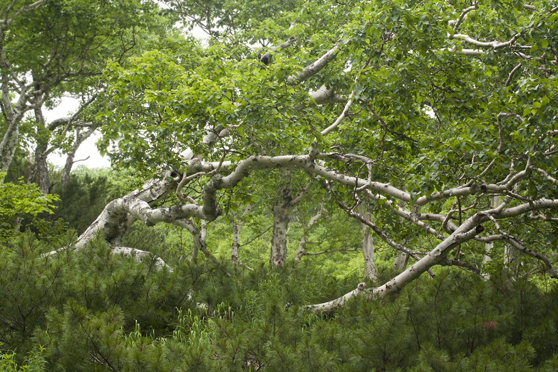 "Медвежий" распадок, image of landscape/habitat.