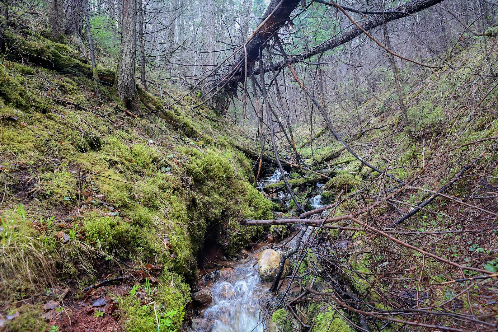 Кунчурихинский бор, image of landscape/habitat.