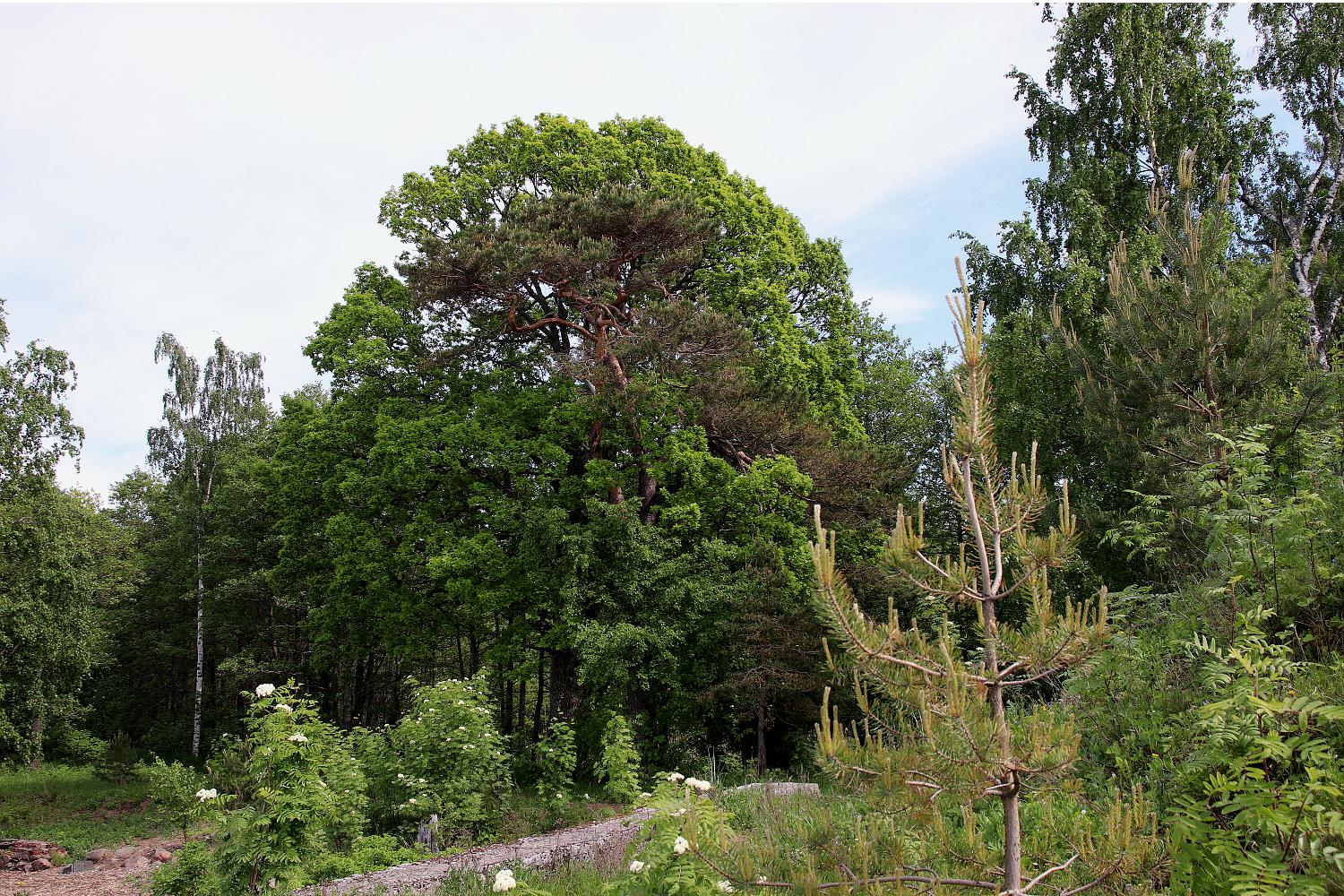 Шепелёвский маяк, image of landscape/habitat.