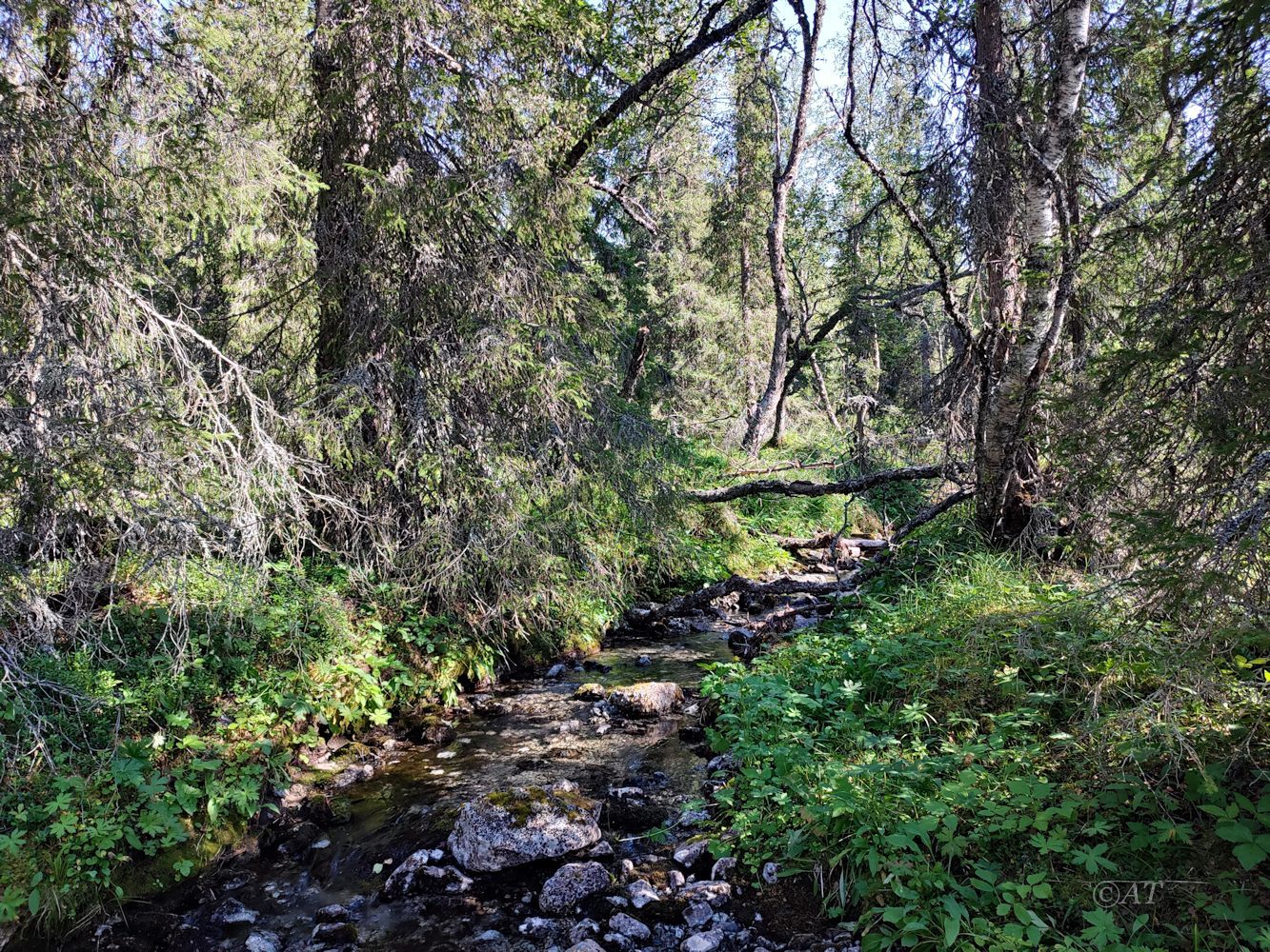 Ручей Маннепахкуай, image of landscape/habitat.