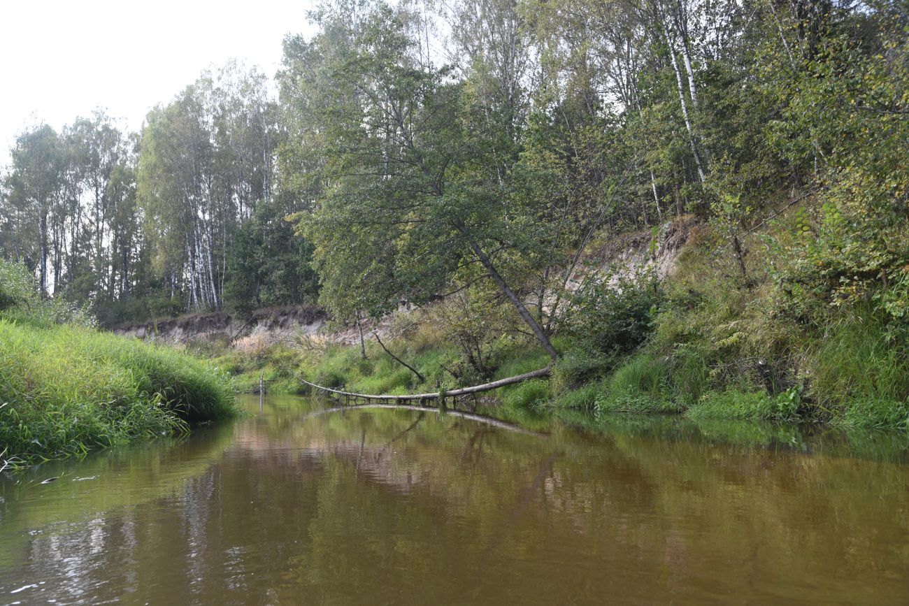 Устье ручья Радубеж, image of landscape/habitat.
