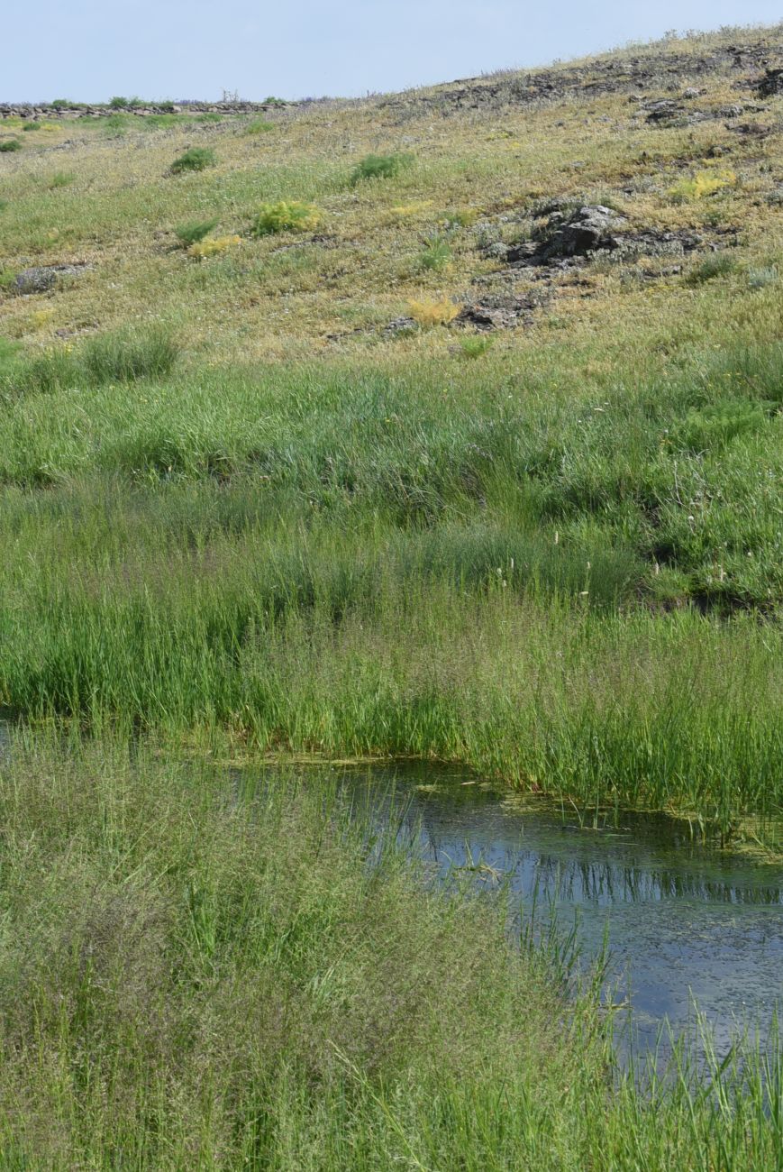 Овраг Хачидзор, image of landscape/habitat.