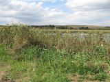 Глиняный карьер, image of landscape/habitat.