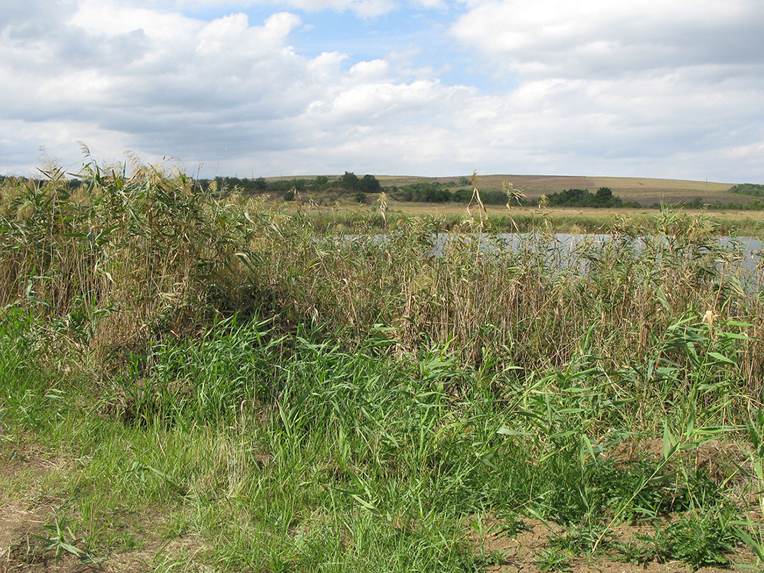 Глиняный карьер, image of landscape/habitat.