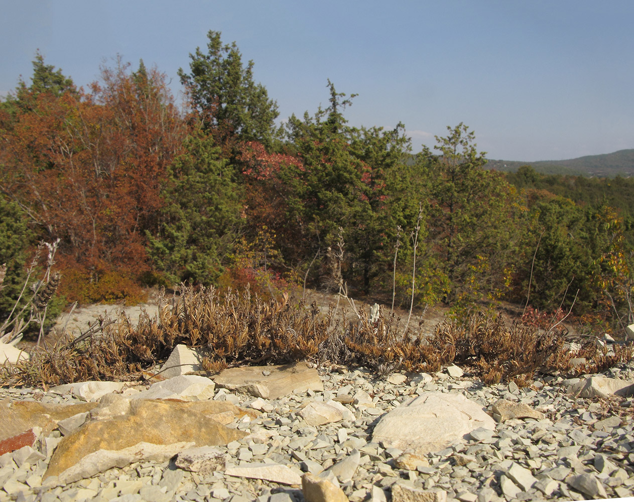 Озерейка, image of landscape/habitat.