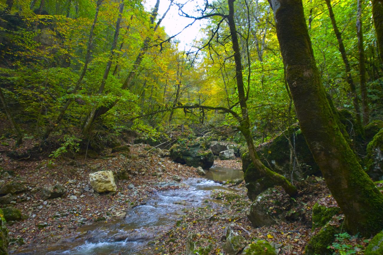 Долина реки Руфабго, image of landscape/habitat.