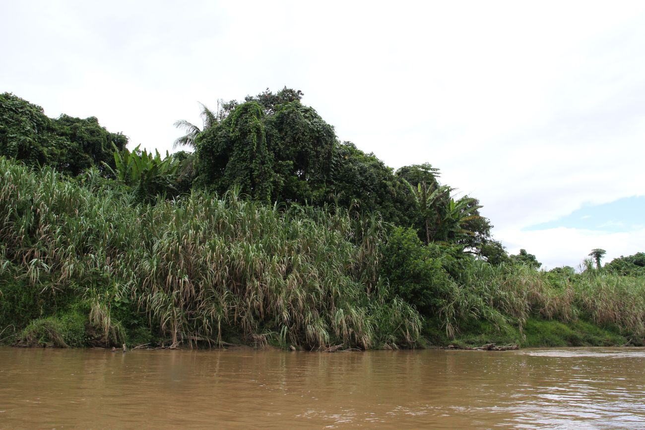 Окрестности кампонга Лабанг, image of landscape/habitat.