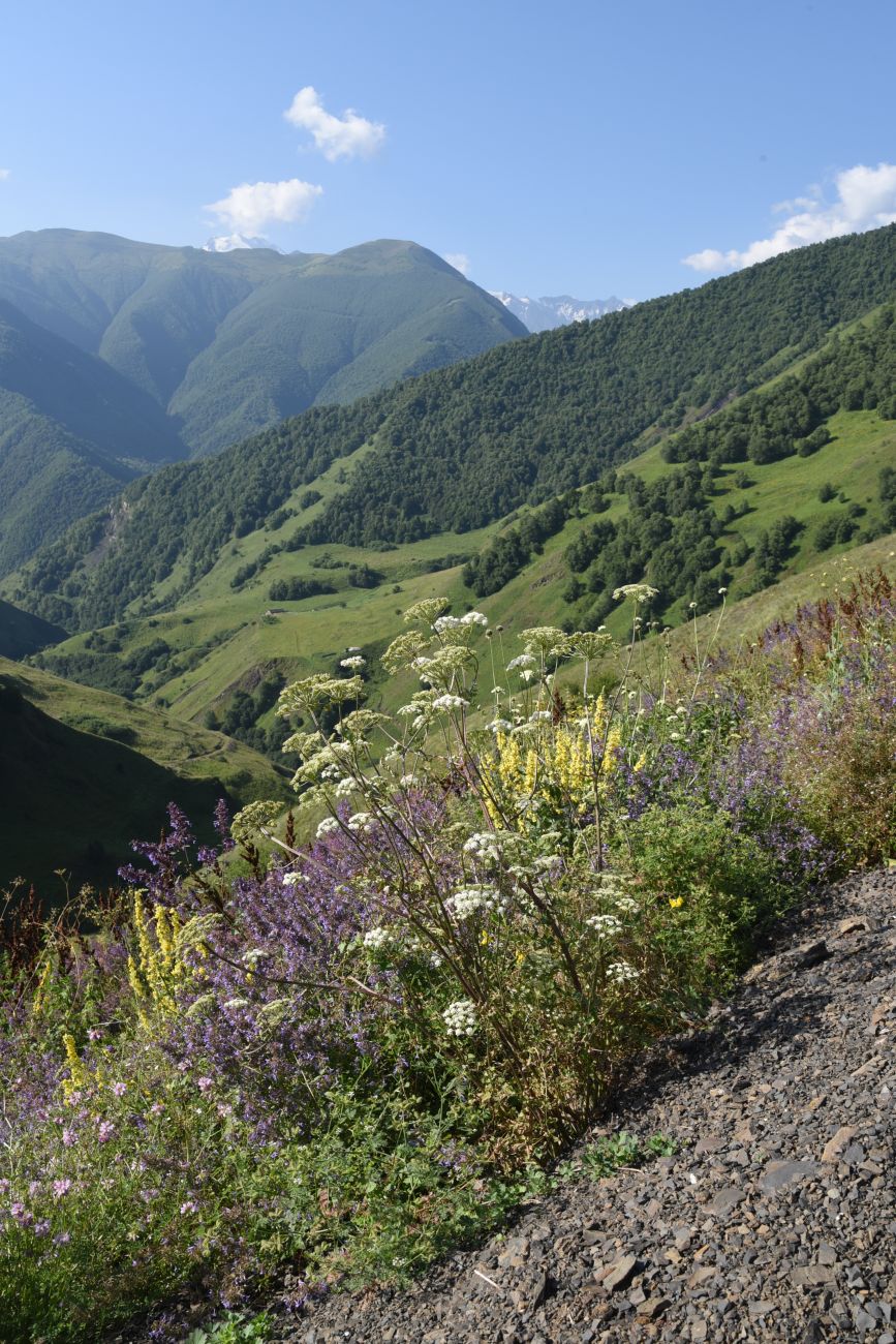 Долина реки Шикаройакх, image of landscape/habitat.